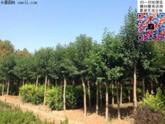 18公分大葉女貞價(jià)格多少錢一棵 一級(jí)樹(shù)圖片 總重