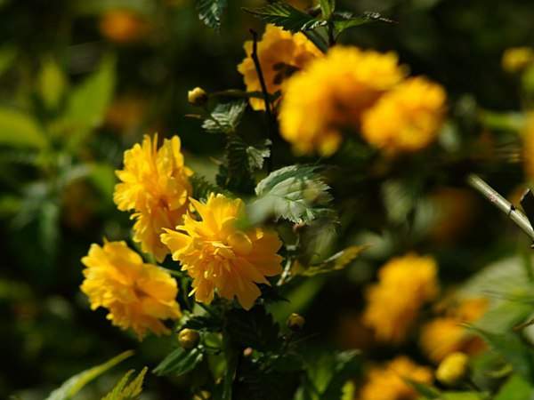 棣棠花的花語是什么？