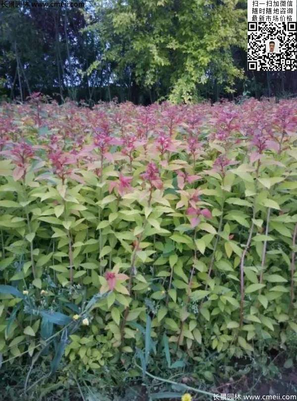 金焰繡線菊基地圖片