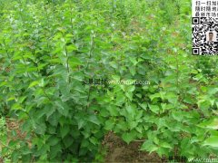 去那里購買丁香苗最實惠？