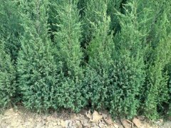 一張刺柏的市場報價表，保證讓你隨時掌握苗木