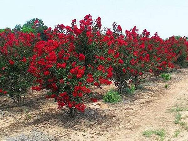 專家告訴你，市場(chǎng)上紫薇花樹價(jià)格是多少？