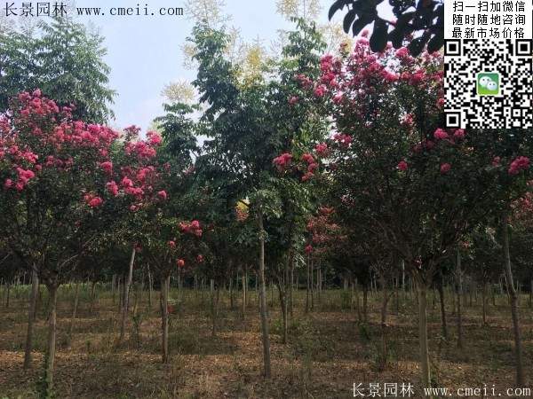 專家告訴你，市場(chǎng)上紫薇花樹價(jià)格是多少？