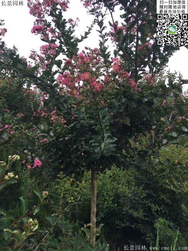專家告訴你，市場(chǎng)上紫薇花樹價(jià)格是多少？