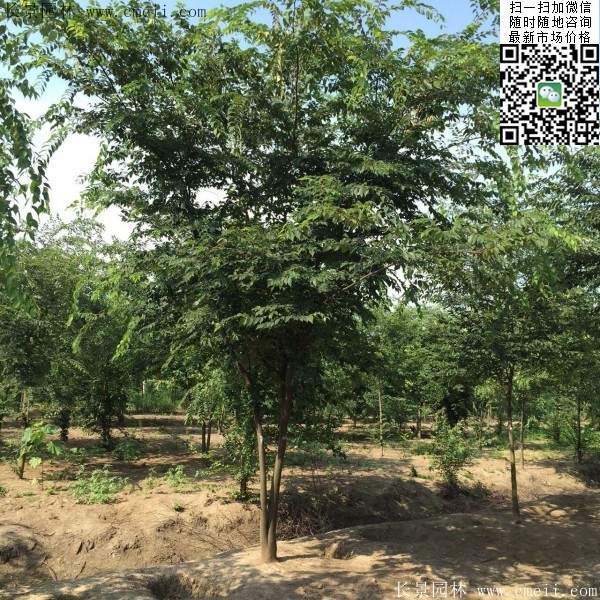 三棵櫸樹(shù)的故事