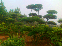 16年下半年小葉女貞造型樹價格走勢怎么樣，現價