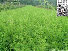 2016下半年最新桃樹多少錢一棵？