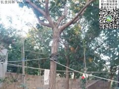 都是傲嬌的流蘇樹(shù)，只賣呆萌的價(jià)格