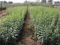 16年下半年流蘇樹(shù)價(jià)格走勢(shì)怎么樣，現(xiàn)價(jià)格在是多