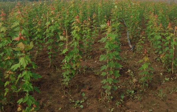 沭陽(yáng)青楓樹(shù)