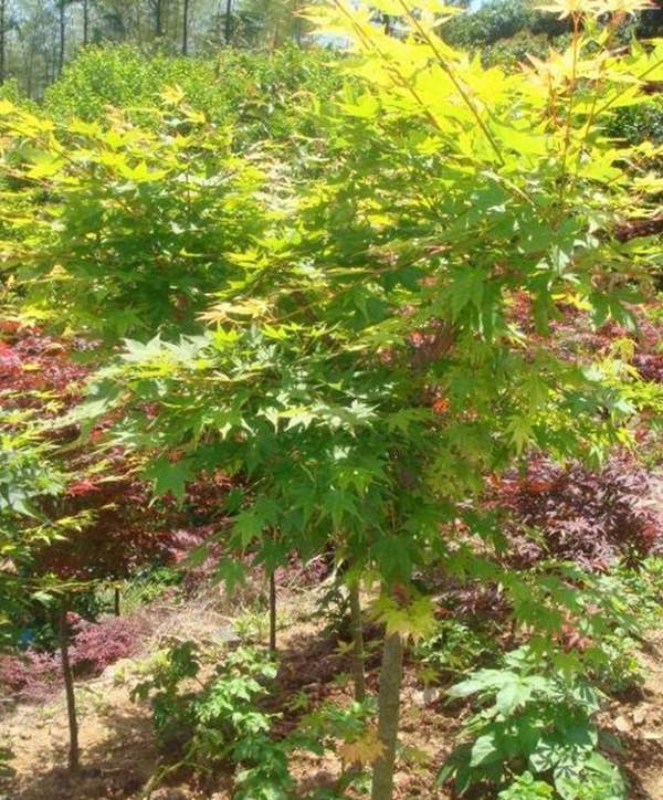 沭陽(yáng)青楓樹(shù)