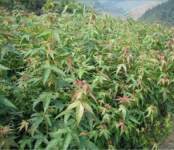 青楓樹的優(yōu)勢(shì)