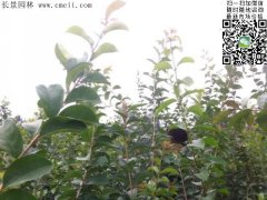 「內(nèi)部資料」行內(nèi)采購(gòu)流蘇樹(shù)報(bào)價(jià)單曝光！