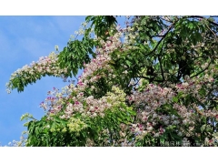 苦楝圖片_江蘇沭陽苦楝樹基地實(shí)