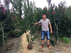 百日紅/紫薇 2022年常用紫薇花樹規(guī)