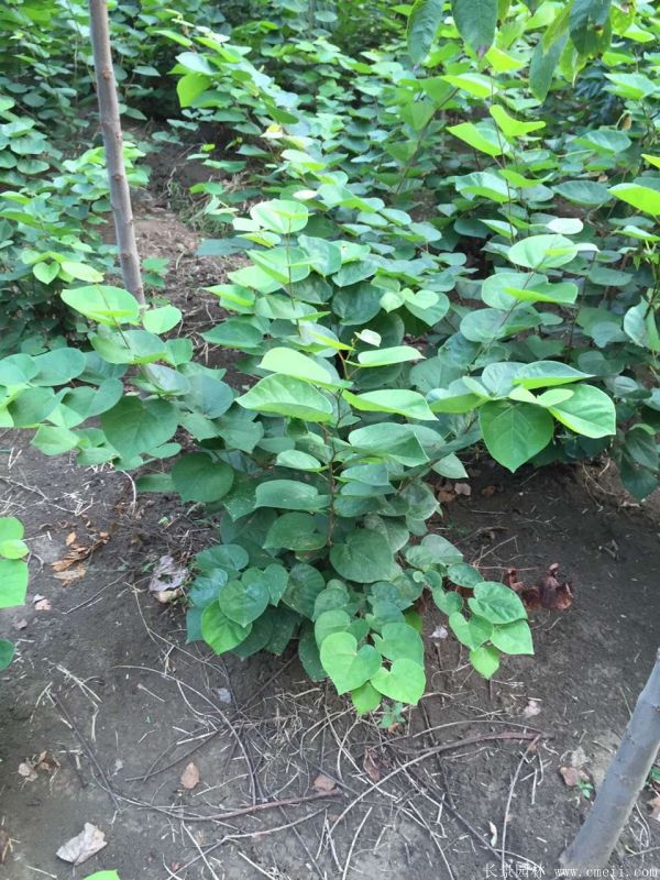 叢生紫荊-長(zhǎng)景園林