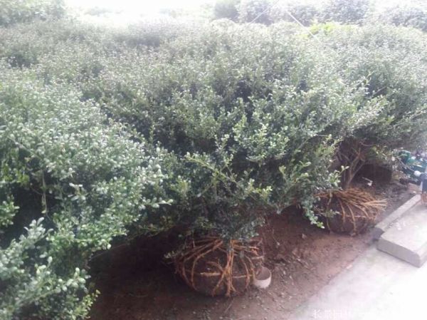 龜甲黃楊球-長景園林