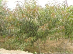 哪里有碧桃樹出售，最常用的規格多少錢一棵能