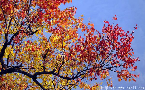 烏桕樹圖片烏桕樹基地實(shí)拍