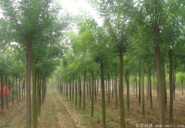 國(guó)槐圖片國(guó)槐基地實(shí)拍 國(guó)槐圖片國(guó)槐基地實(shí)拍