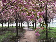 櫻花分枝點(diǎn)一般多高？