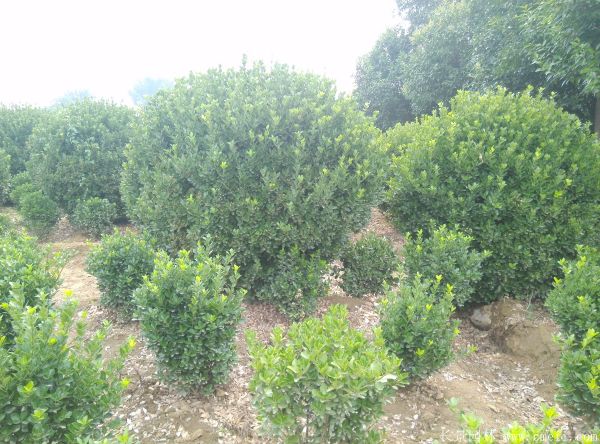 大葉黃楊球圖片基地實拍 大葉黃楊球圖片基地實拍