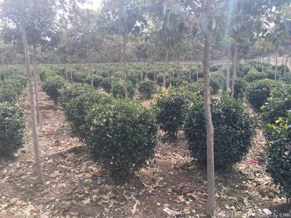 大葉黃楊球圖片基地實拍 大葉黃楊球圖片基地實拍