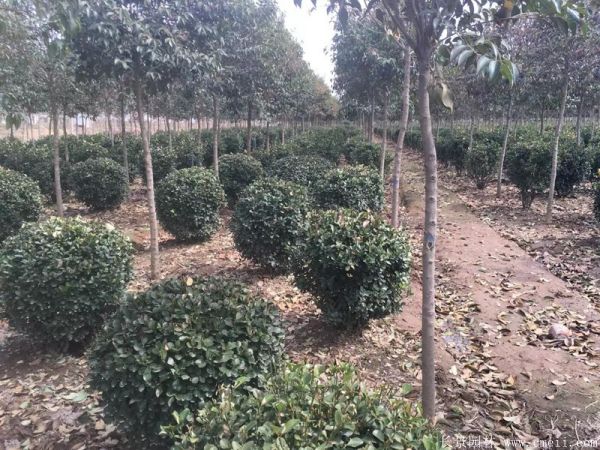 大葉黃楊球圖片基地實拍 大葉黃楊球圖片基地實拍