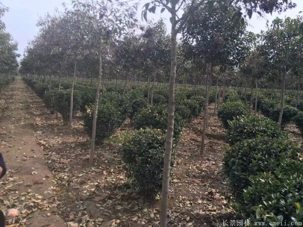 大葉黃楊球圖片基地實拍 大葉黃楊球圖片基地實拍