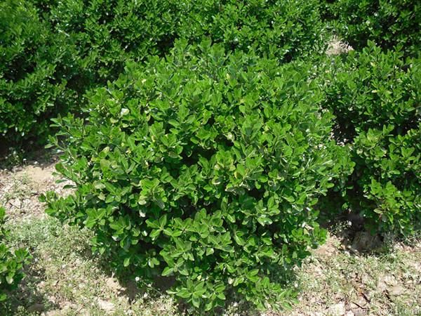 大葉黃楊球圖片基地實拍 大葉黃楊球圖片基地實拍