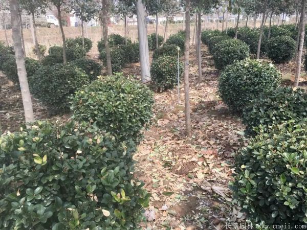 大葉黃楊球圖片基地實拍 大葉黃楊球圖片基地實拍