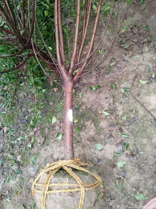 紅梅樹紅梅花圖片基地實拍