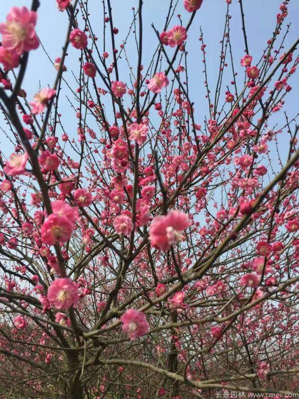 紅梅樹紅梅花圖片基地實拍