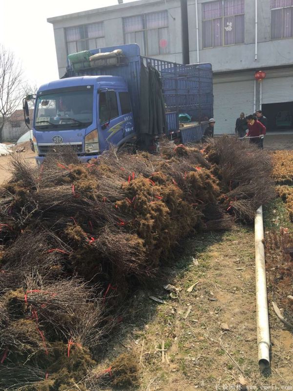 紅葉小檗圖片基地實拍 紅葉小檗圖片基地實拍