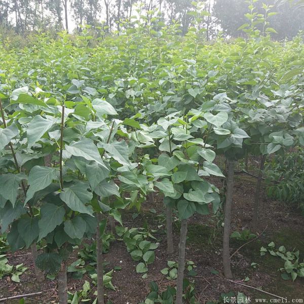 丁香圖片基地實(shí)拍 丁香圖片基地實(shí)拍