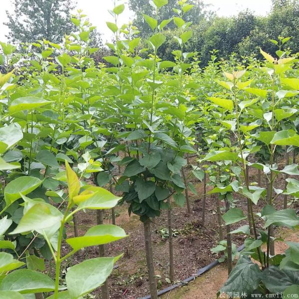 丁香圖片基地實(shí)拍 丁香圖片基地實(shí)拍