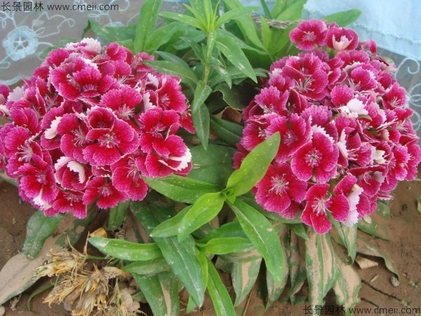 常夏石竹開(kāi)花圖片