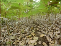 櫻花苗成活率高嗎？