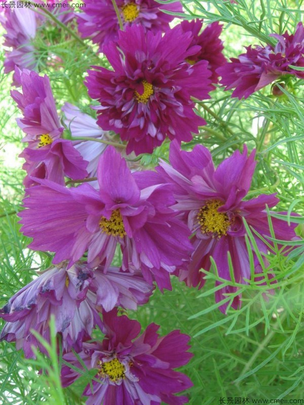 波斯菊種子發(fā)芽出苗開(kāi)花圖片 波斯菊種子發(fā)芽出苗開(kāi)花圖片