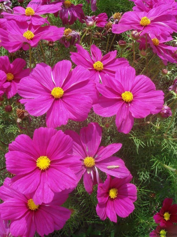 波斯菊種子發(fā)芽出苗開(kāi)花圖片 波斯菊種子發(fā)芽出苗開(kāi)花圖片