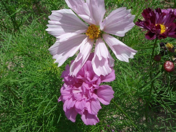 波斯菊種子發(fā)芽出苗開(kāi)花圖片 波斯菊種子發(fā)芽出苗開(kāi)花圖片