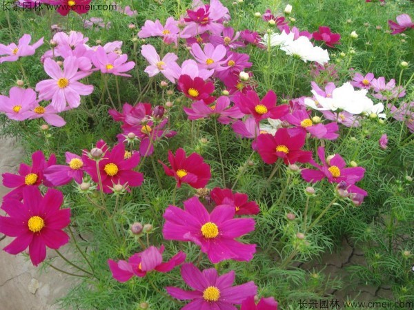 波斯菊種子發(fā)芽出苗開(kāi)花圖片 波斯菊種子發(fā)芽出苗開(kāi)花圖片