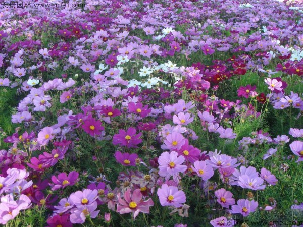 波斯菊種子發(fā)芽出苗開(kāi)花圖片 波斯菊種子發(fā)芽出苗開(kāi)花圖片