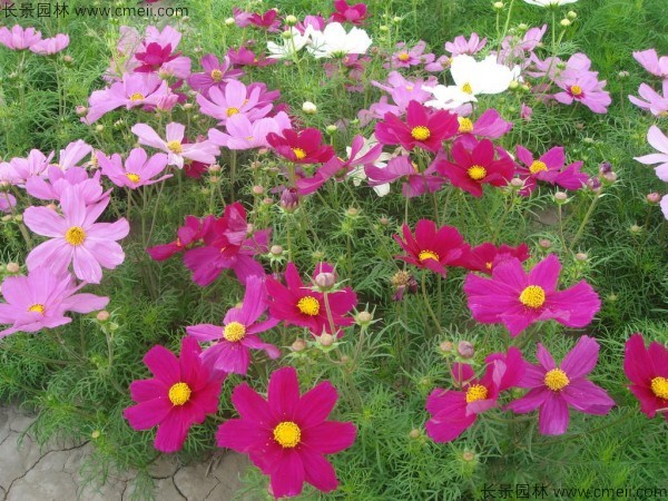 波斯菊種子發(fā)芽出苗開(kāi)花圖片 波斯菊種子發(fā)芽出苗開(kāi)花圖片