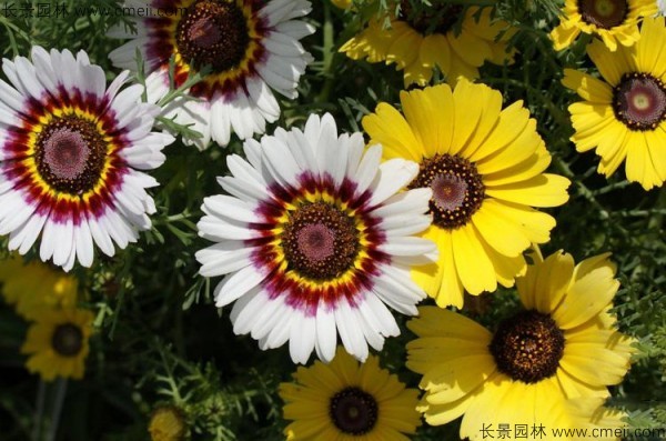 花環菊的花語是什么