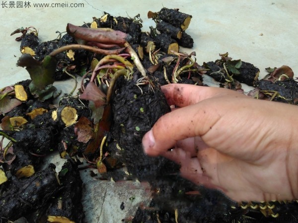 睡蓮根塊苗圖片 睡蓮根塊苗圖片