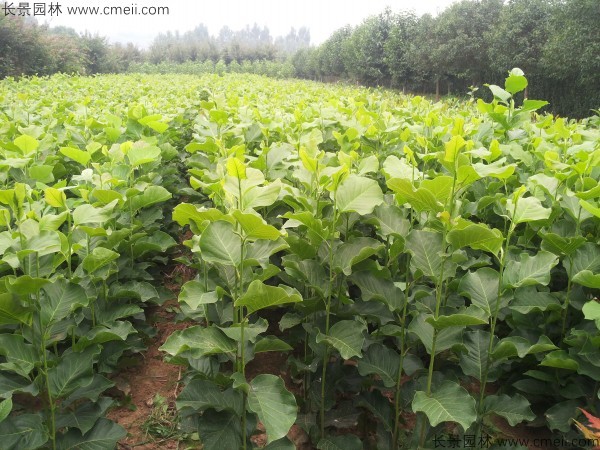 白玉蘭種子發芽出苗圖片