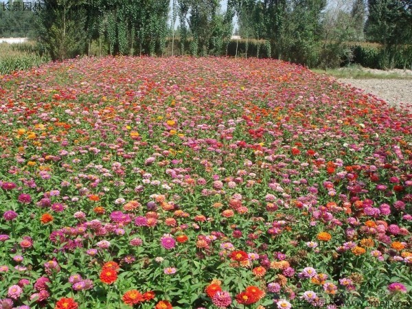 百日草種子發芽出苗開花圖片