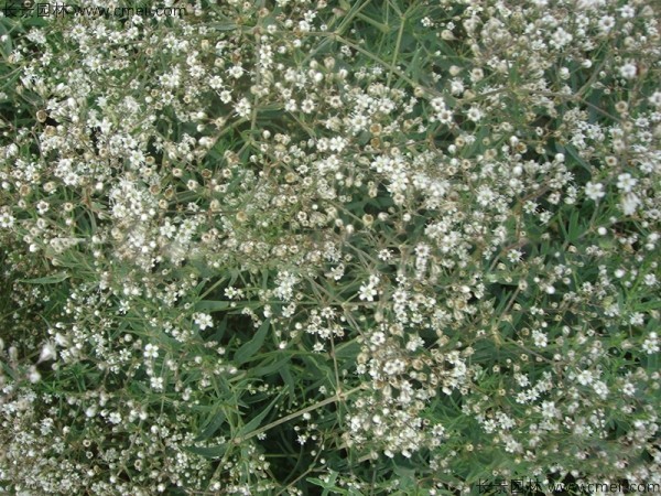 霞草種子發(fā)芽出苗開花圖片