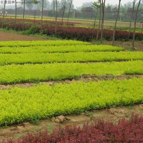 金葉女貞種子發芽出苗圖片